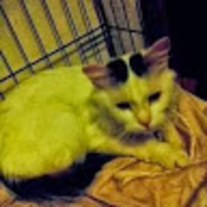 Meet your Posher, Jodie